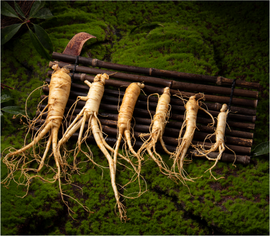 Ginseng root