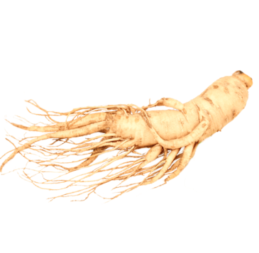 Корень белого женьшеня